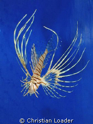 juvenile Common Lionfish by Christian Loader 